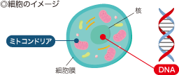 ◎細胞のイメージ