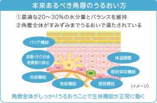 本来あるべき角層のうるおい方