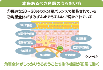 本来あるべき角層のうるおい方