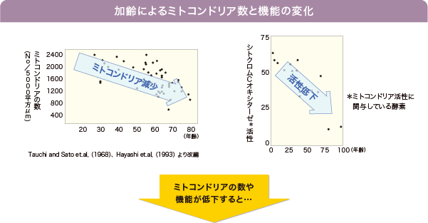 加齢によるミトコンドリア数と機能の変化