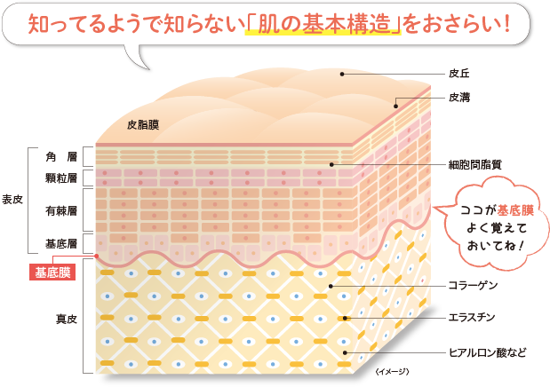 知ってるようで知らない「肌の基本構造」をおさらい！