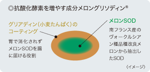 抗酸化酵素を増やす成分メロングリソディン®