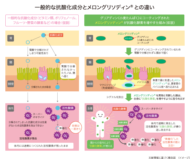 一般的な抗酸化成分とメロングリソディン®との違い