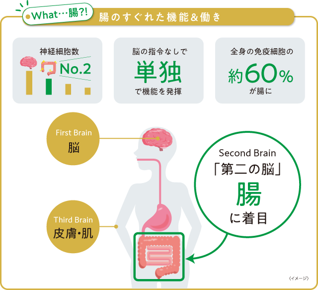 腸のすぐれた機能＆働き