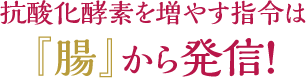 抗酸化酵素を増やす指令は『腸』から発信！