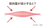 筋肉量が減少すると？