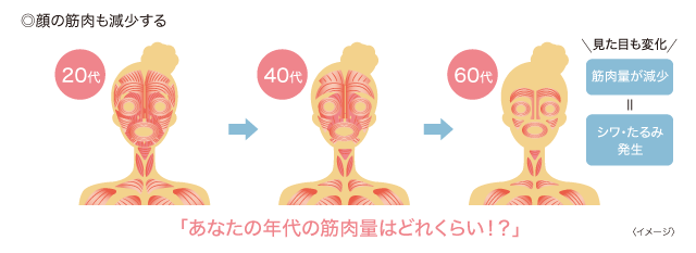 顔の筋肉も減少する