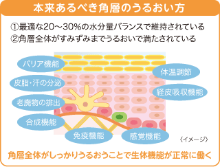 本来あるべき角層のうるおい方