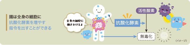 腸は全身の細胞に抗酸化酵素を増やす指令を出すことができる