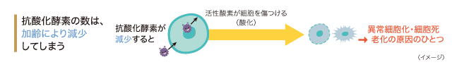 抗酸化酵素の数は、加齢により減少してしまう