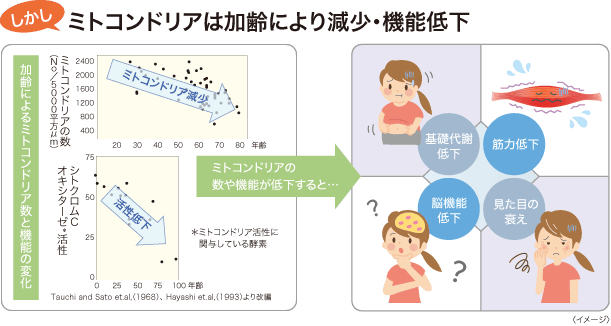 しかし、ミトコンドリアは加齢により減少・機能低下