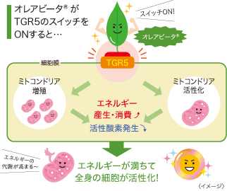 オレアビータ®がTGR5のスイッチをONすると…