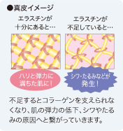 ●真皮イメージ