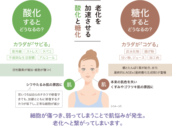 老化を加速させる酸化と糖化：細胞が傷つき、弱ってしまうことで肌悩みが発生。老化へと繋がってしまいます。