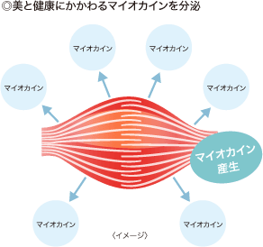 ◎美と健康にかかわるマイオカインを分泌