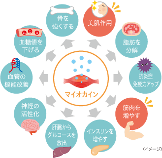 マイオカインについて