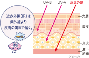 近赤外線（IR）は紫外線より皮膚の奥まで届く。