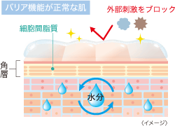 バリア機能が正常な肌