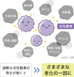 過剰な活性酸素の発生が続くと、さまざまな老化の一因に