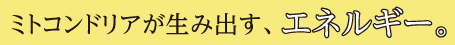 ミトコンドリアが生み出す、エネルギー。