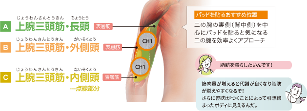 パッドを貼るおすすめ位置 じょうわんさんとうきん ちょうとう…